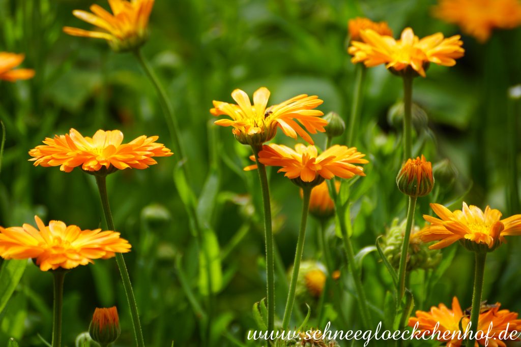 Ringelblumen im Landgarten