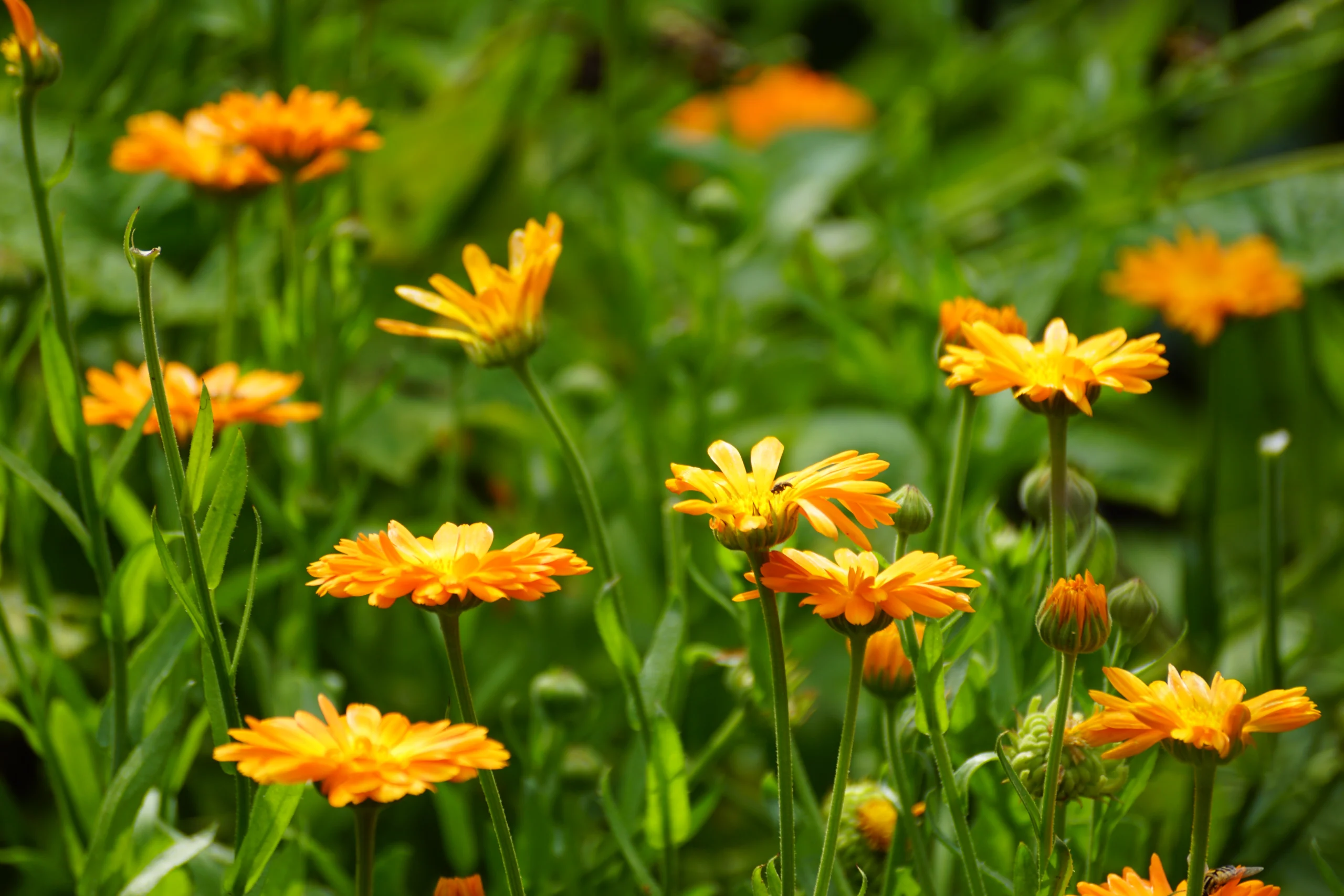 Calendula in voller Blüte