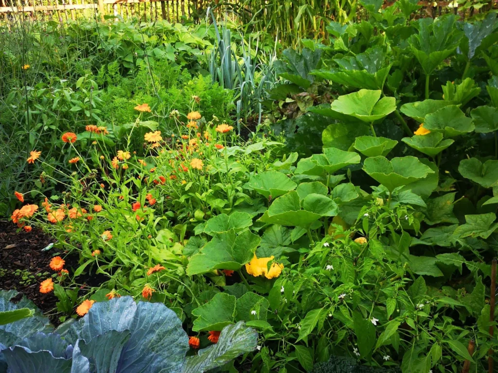 gemüsegarten wild und wunderbar