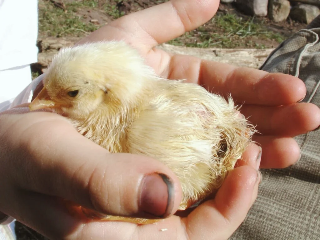 Ostern bikulturell: Gemeinsamkeit Auferstehung. Küken als Beispiel für Leben aus scheinbar totes Ei