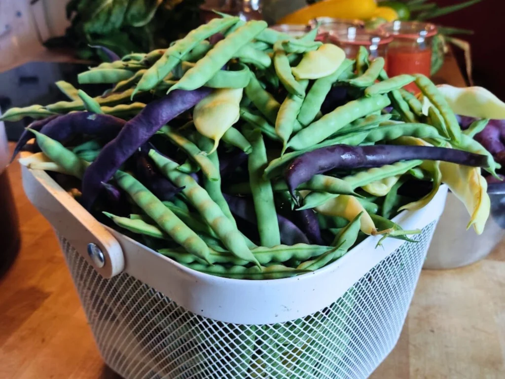 Erntekorb mit bunten Buschbohnen auf einem Holztisch