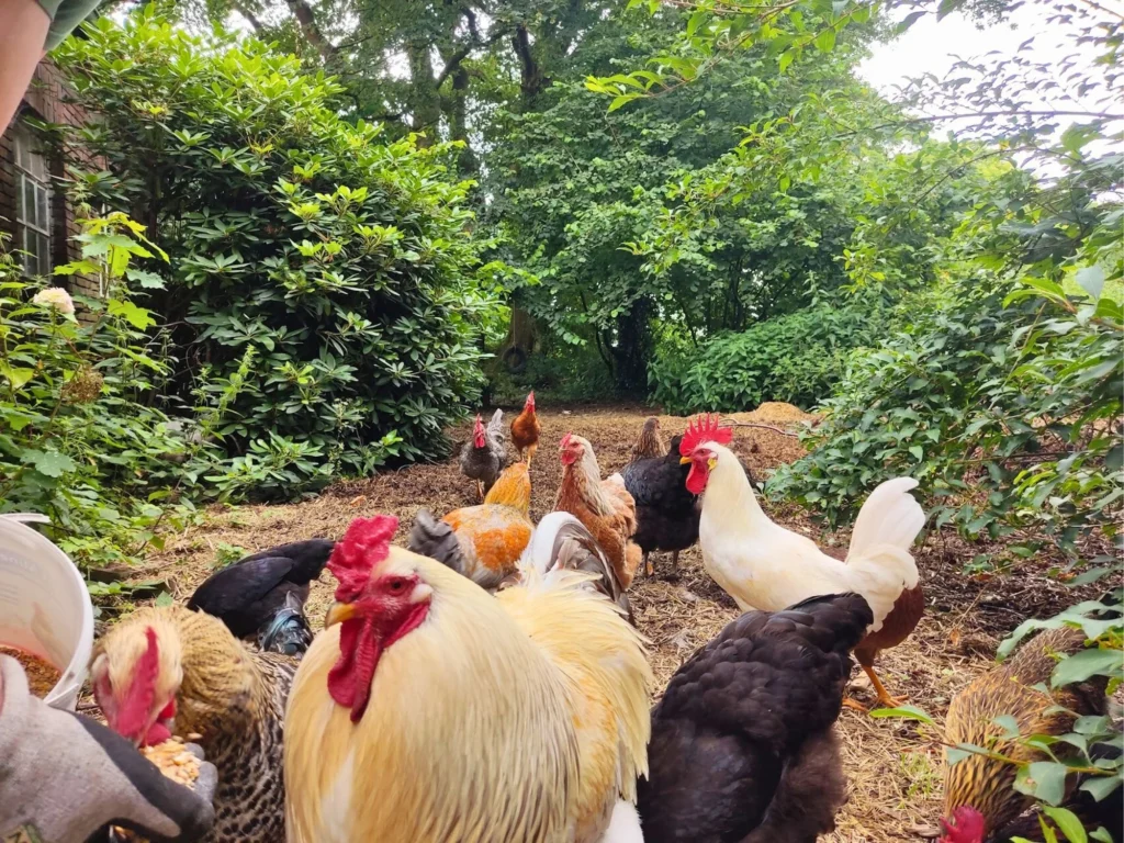 Hühner und Hähne beim Fressen im grünen Auslaufbereich