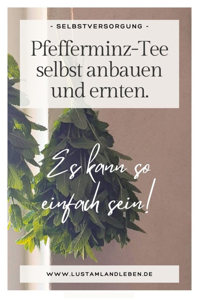 Pfefferminztee selber anbauen und ernten ist sehr einfach und ein super Anfang für selbstversorgerinnen