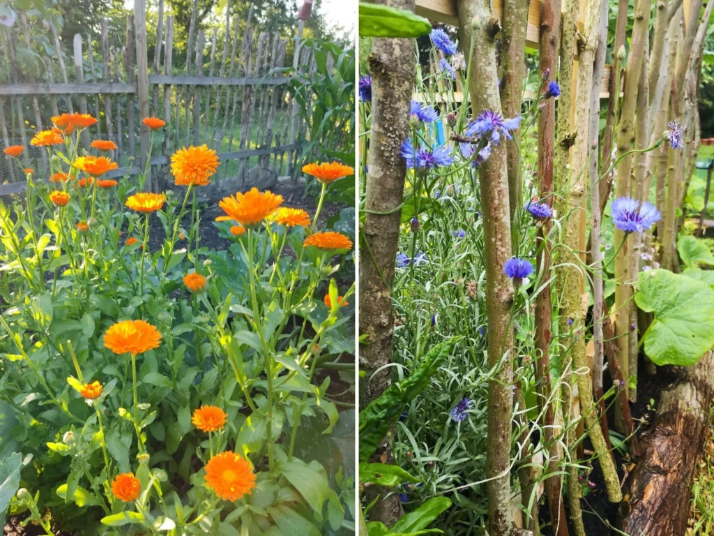 Sommerblumen im Garten ist eine Freude
