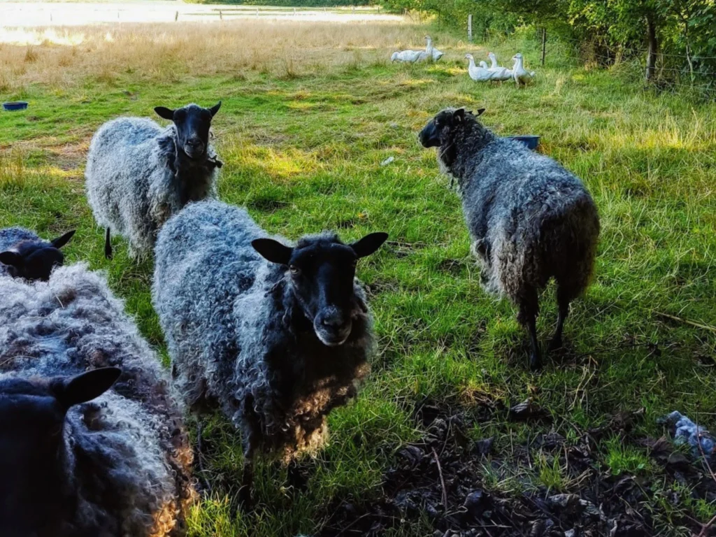 Graue Schafe und weiße Gänse auf einer grünen Wiese am Waldrand