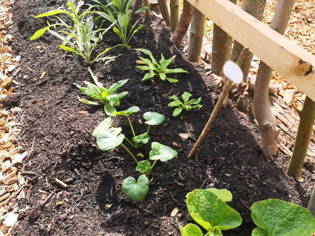 Sommerblumen als Jungpflanzen ins Beet gesetzt