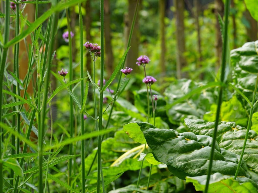 Zart blühendes Eisenkraut zwischen Spinatpflanzen in einem üppig bewachsenen Gartenbeet.