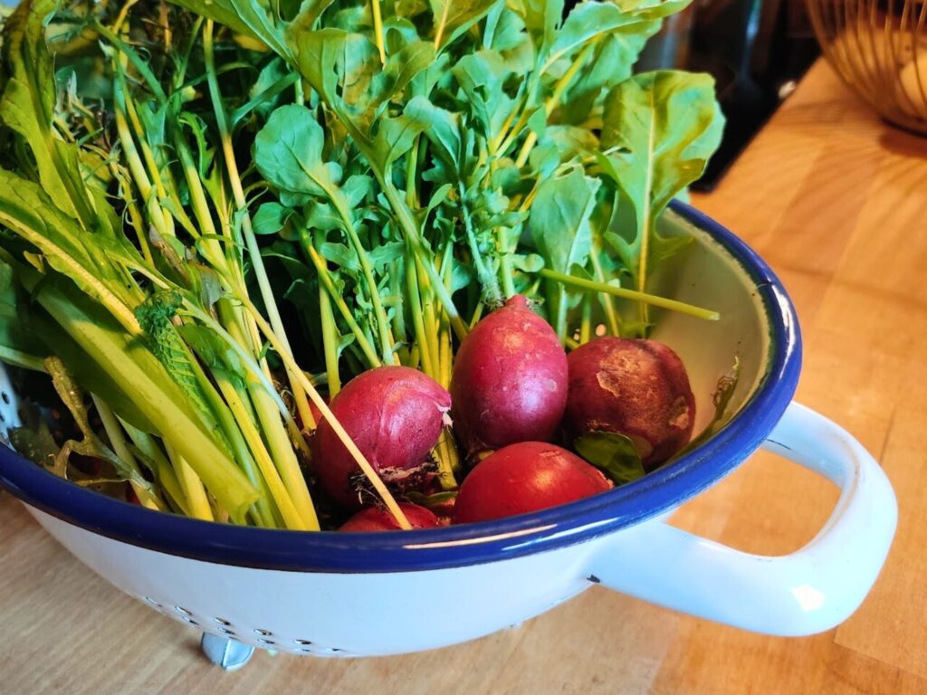 Radieschen frisch aus dem Beet in die Küche - ein Traum an scharfer Knackigkeit