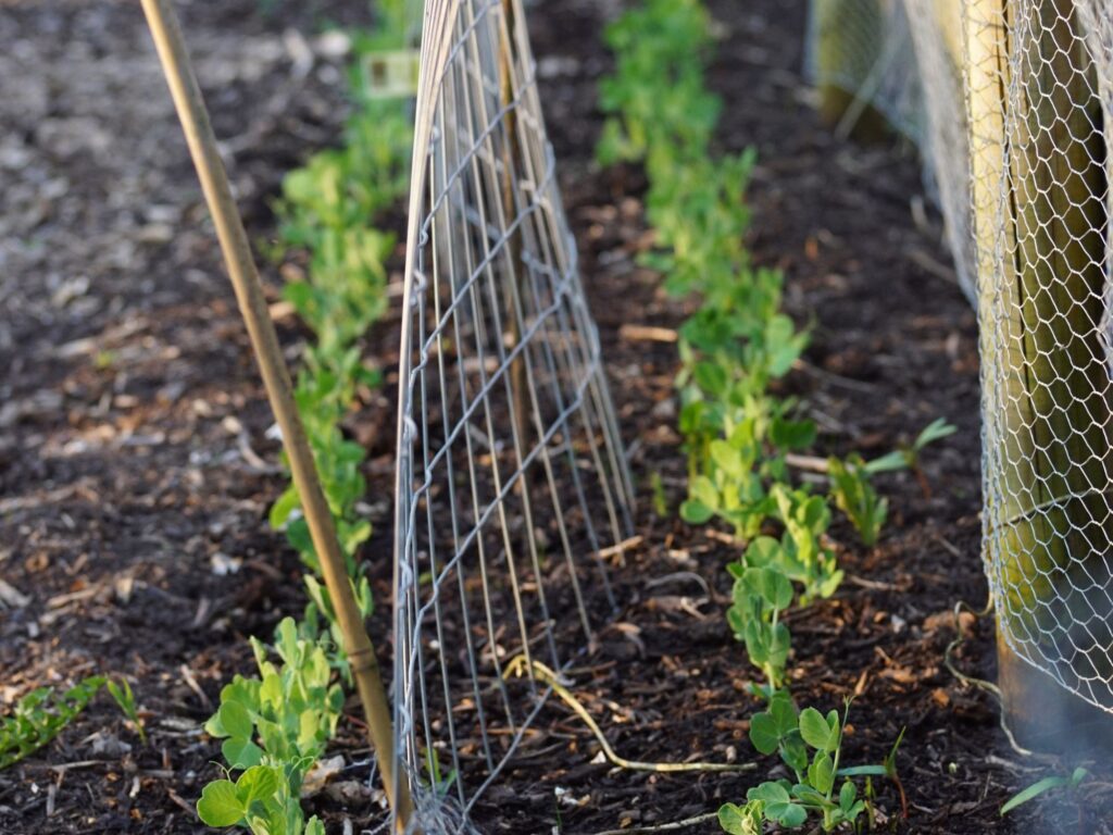 Zuckererbsen sind so herrlich frisch und lecker. Einfach gesnackt oder in etwas Butter gebraten.