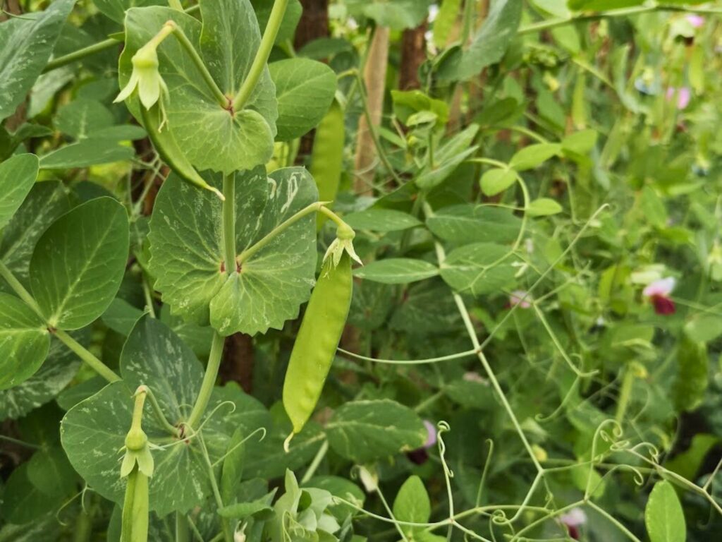 reife Zuckererbsen im Beet.