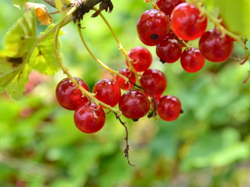 Rote Johannisbeeren sind richtig lecker säuerlich und auh die Hühner schätzen die leckeren Früchte!