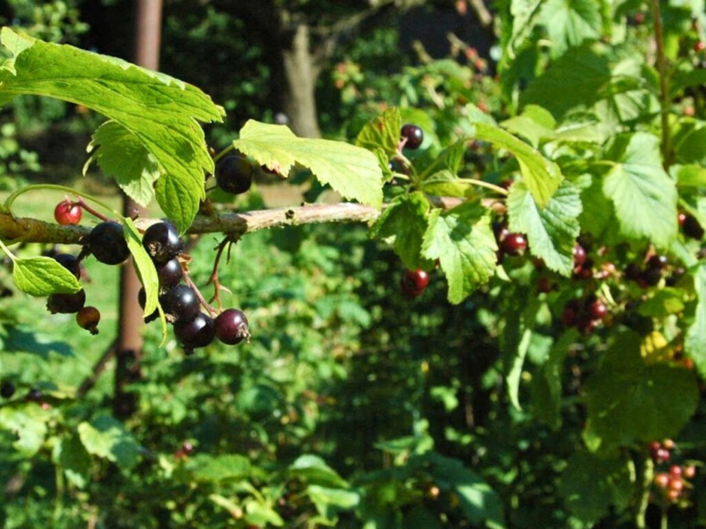 Josta-Beeren sind die Kreuzung zwischen schwarzen Johannisbeeren und Stachelbeeren. Das leckerste aus beiden Welten!