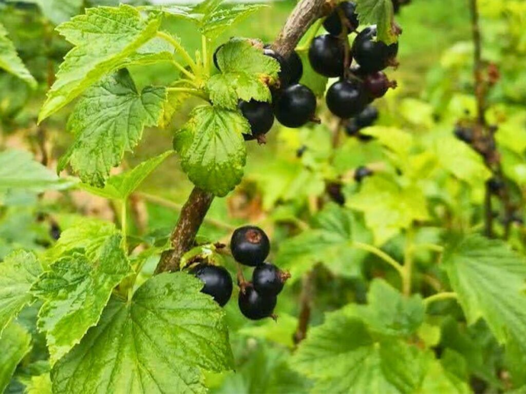 Schwarze Johannisbeeren sind so robust und selbstzufrieden im Beet und bietet genug für die Vögel und auch wir bekommen was ab.