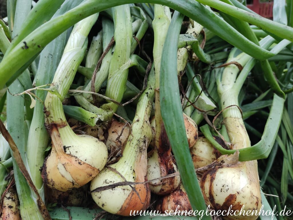 Frisch geerntete Zwiebeln mit grünen Blättern, direkt aus dem Garten