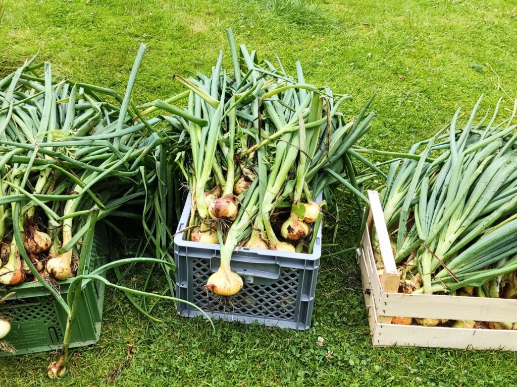 Mehrere Kisten mit frisch geernteten Zwiebeln, bereit zum Trocknen und Lagern