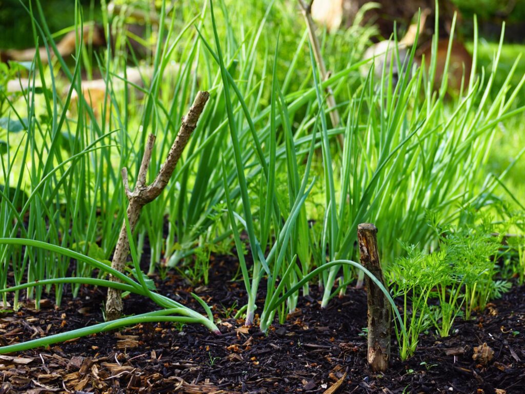 Zwiebeln im Gartenbeet in Mischkultur mit Möhren, nachhaltiger Anbau