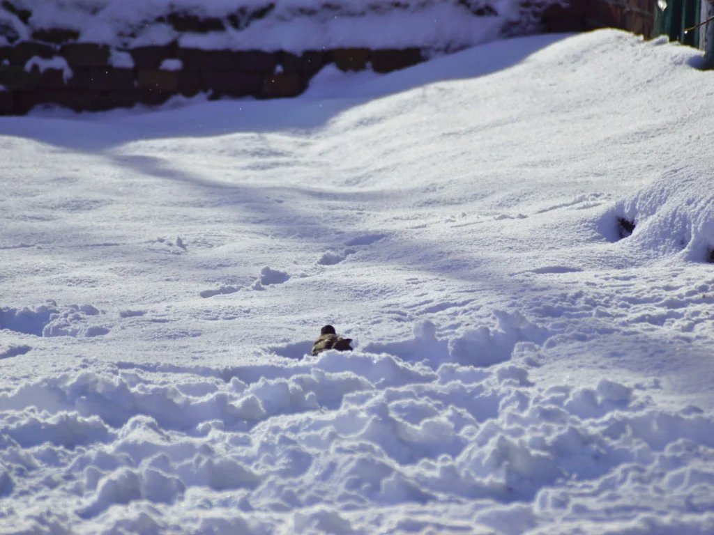 Vogel spielt im Schnee